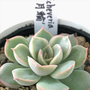 多肉植物 yukエケベリア 月輪 多肉植物 優木園さんの苗 送料無料 エケベリア 6cmポット