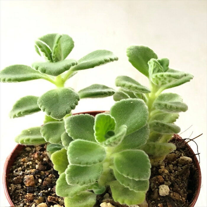 多肉植物 seプレクトランサス アロマティカス 7.5cmポット 多肉植物 ハーブ Herbのサムネイル