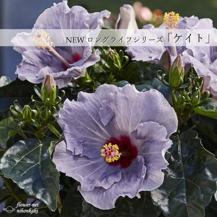 予約販売 ハイビスカス ニューロングライフ ケイト 3.5号鉢 ガーデニング 花苗 鉢花 5月下旬以降発送のサムネイル