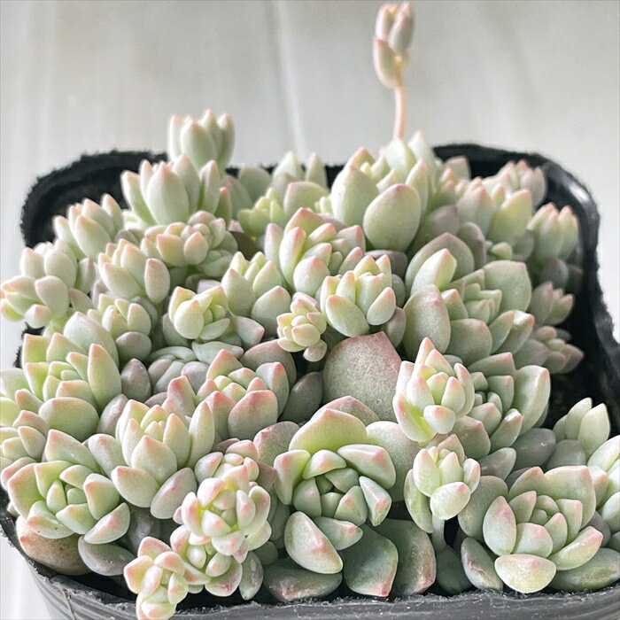 多肉植物 seエケベリア ばらまきプロリフィカ 多肉植物 エケベリア 9cmポットのサムネイル