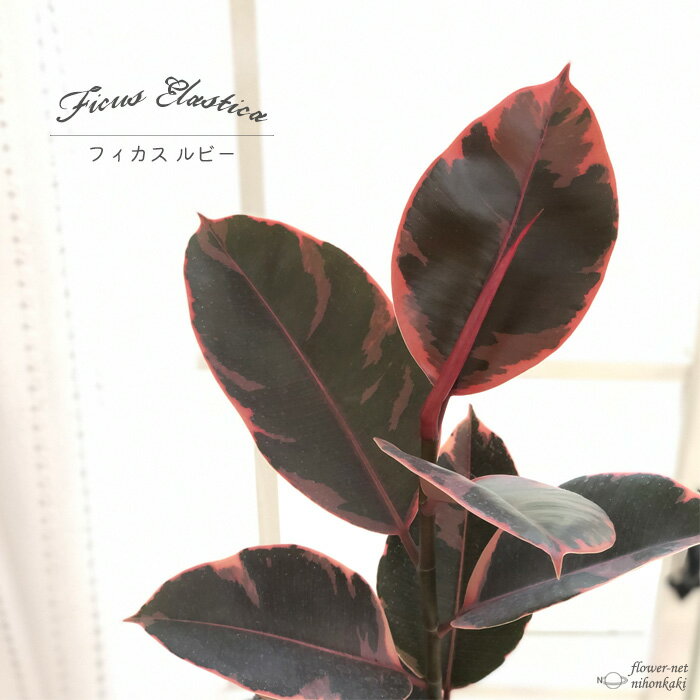 観葉植物 フィカス ルビー ゴムの木 4号鉢 観葉植物 小型 小さい 室内 贈り物 プレゼント インテリア おしゃれのサムネイル