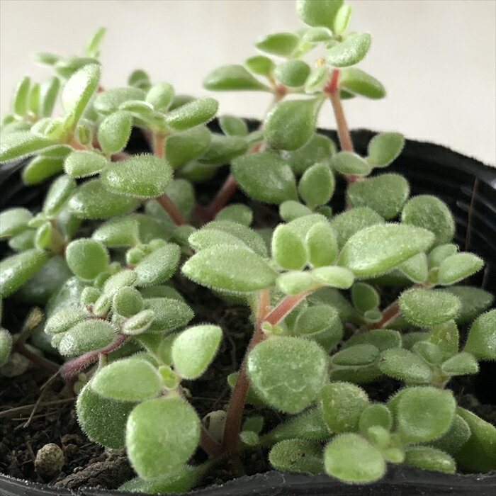 多肉植物 seクラッスラ ブロウメアナ 多肉植物 クラッスラ 7.5cmポットのサムネイル