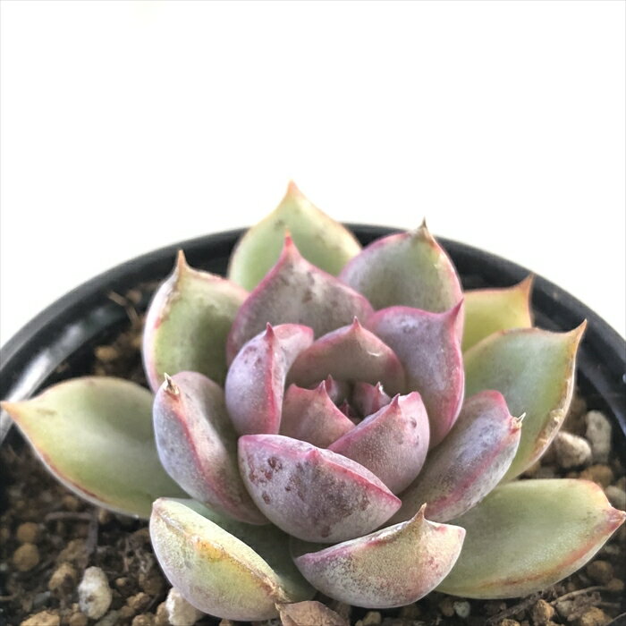多肉植物 hmエケベリア ミリネ 多肉植物 エケベリア 6cmポットのサムネイル