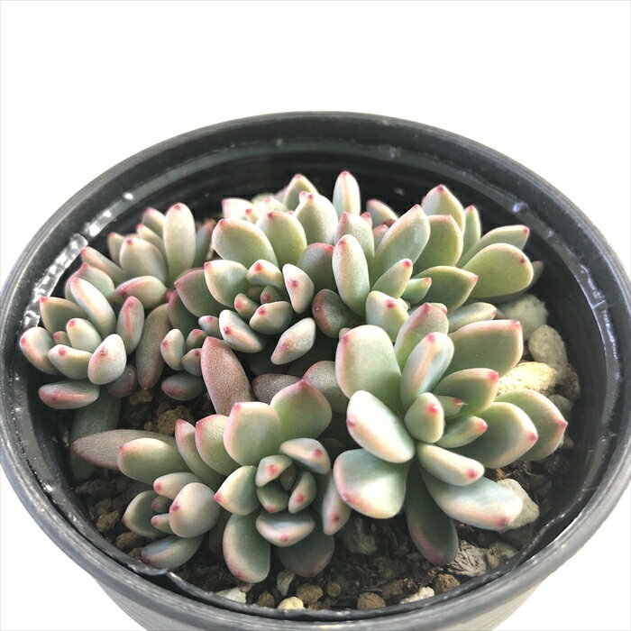 多肉植物 hmエケベリア ばらまきアモエナ 花ノ井 多肉植物 エケベリア 6cmポットのサムネイル