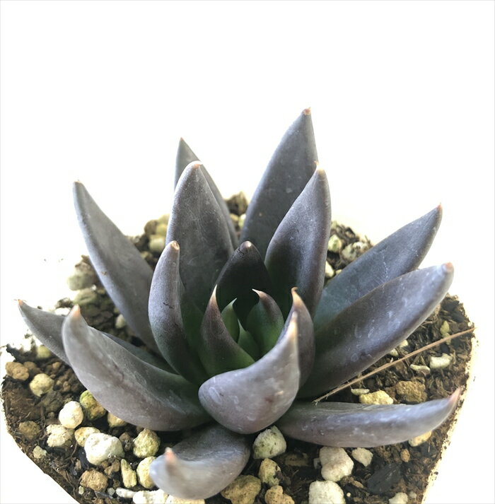 多肉植物 nbエケベリア ブラックナイト 多肉植物 エケベリア 7.5cmポットのサムネイル