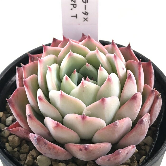 多肉植物 TYエケベリア コロラータ×ミニマP.T 多肉植物 TYさん苗 送料無料 エケベリア 6cmポットのサムネイル