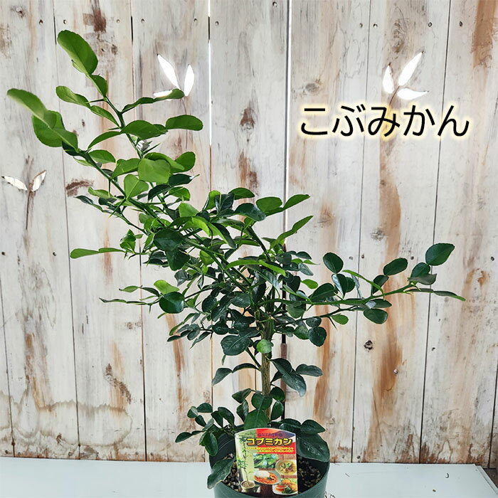 コブミカン 苗 6号鉢 こぶみかん バイマックルー カフィアライムリーフ タイ料理 スパイス ハーブ苗 Herbのサムネイル