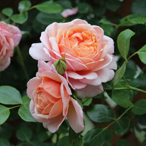 予約販売 バラ苗 バラ大苗 ギヨー エリザベススチュワート 四季咲き 薔薇 ばら 送料無料 ピンク ommo 2月中旬以降発送
