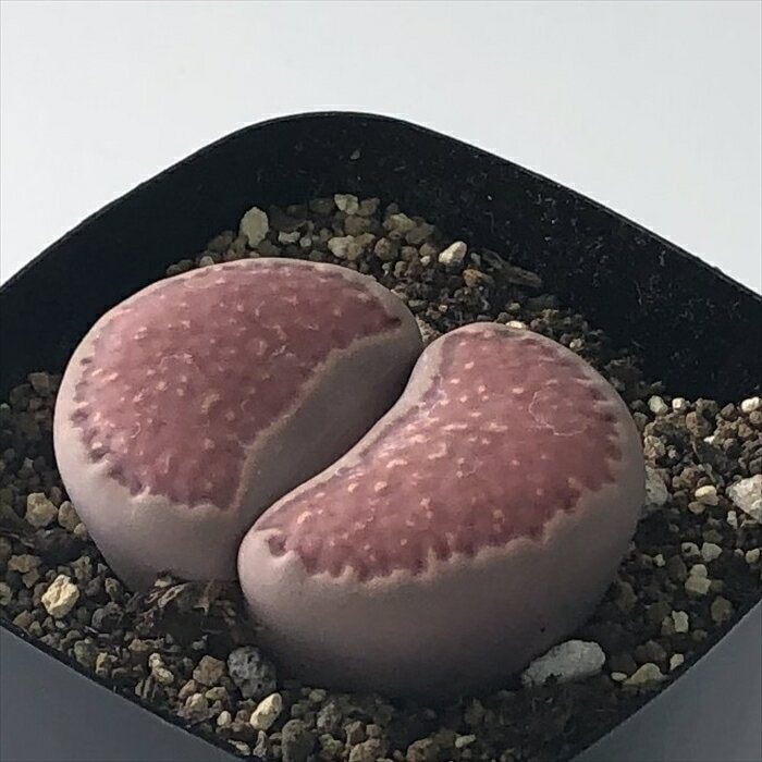 多肉植物 asリトープス 紫福来玉 多肉植物 メセン 7.5cmポットのサムネイル