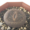 多肉植物 asリトープス コロナ玉 多肉植物 メセン 6cmポット