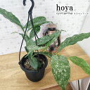 ホヤ ホヤ cystiantha 4号鉢 吊り 送料無料 観葉植物 インテリア おしゃれ hoya grb