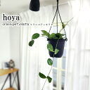 ホヤ ホヤ クラシペティオラタ 4号鉢 吊り 送料無料 観葉植物 インテリア おしゃれ hoya grb
