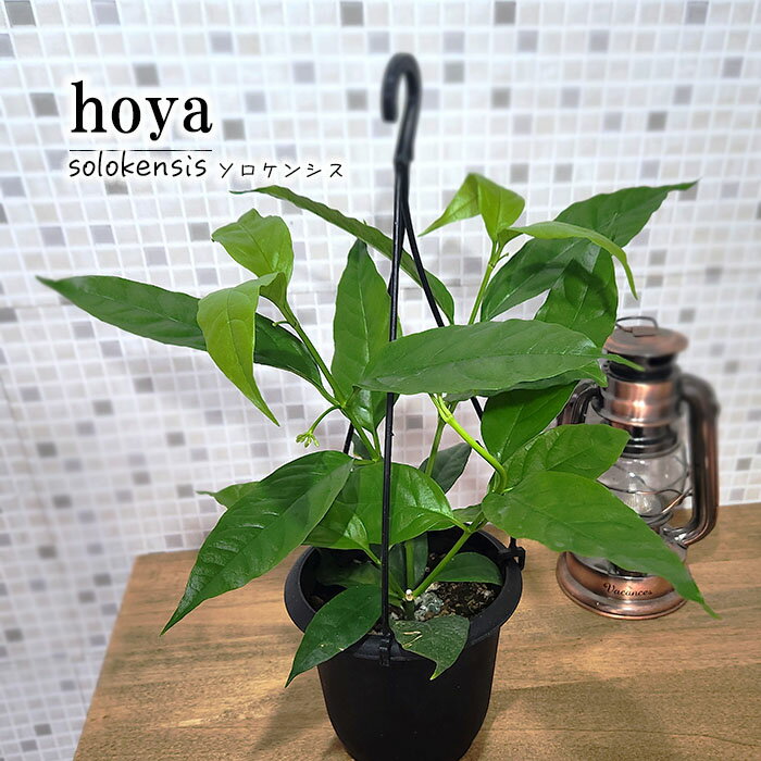 ホヤ ホヤ ソロケンシス 4号鉢 吊り 送料無料 観葉植物 インテリア おしゃれ hoya grb