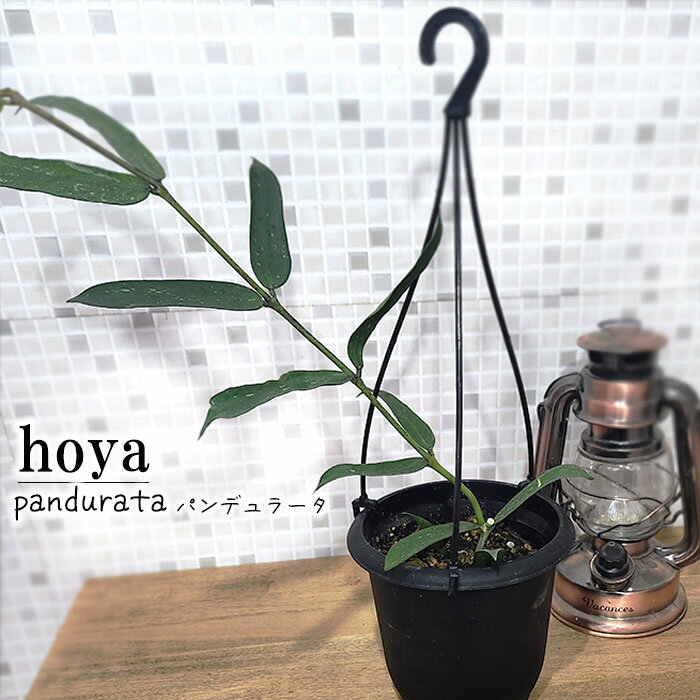 ホヤ ホヤ パンデュラータ 4号鉢 吊り 送料無料 観葉植物 インテリア おしゃれ hoya grb