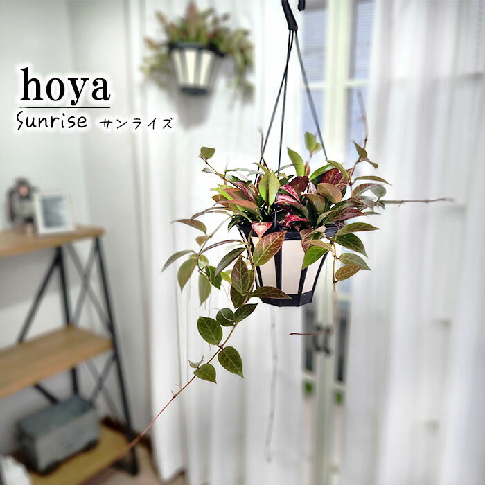 ホヤ ホヤ サンライズ 5号鉢 吊り 送料無料 観葉植物 インテリア おしゃれ hoya grb