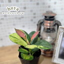 観葉植物 ホヤ オーストラリス リサ 9cmポット 観葉植物 小型 小さい 室内 贈り物 プレゼント インテリア おしゃれ grb