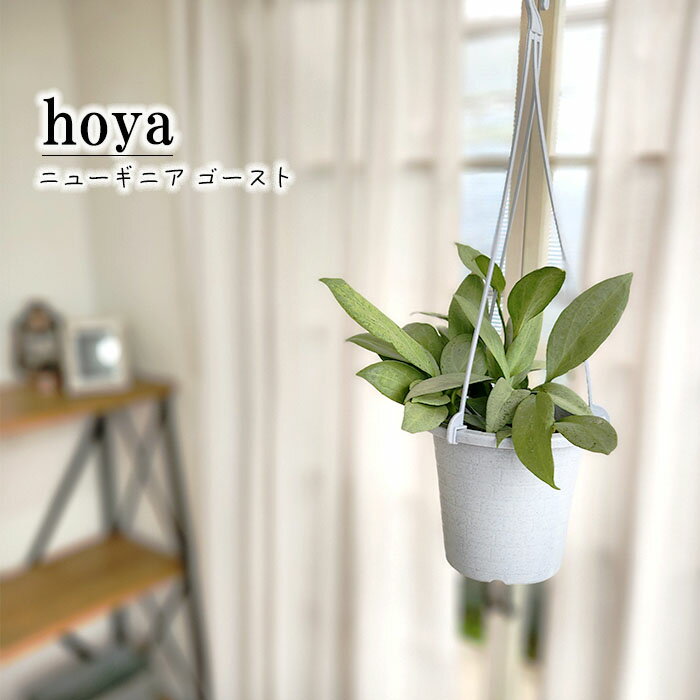 ホヤ ホヤ ニューギニア ゴースト 4号鉢 吊り 送料無料 観葉植物 インテリア おしゃれ hoya grb