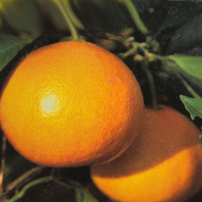 ͽ 䶺̼ ߤ ߤ 12cmݥå    ̼  kik 3ܰʹȯ