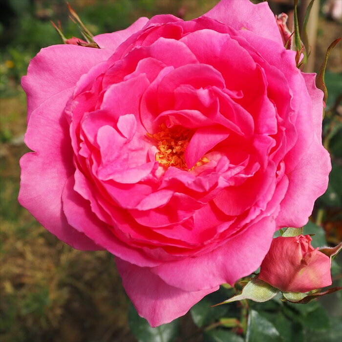 予約販売 バラ苗 バラ長尺苗 つるバラ パレード バラ大苗 薔薇 ばら 送料無料 ピンク troc 12月中旬以降発送のサムネイル