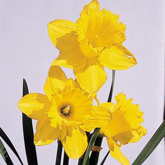 予約販売 球根 ラッパ咲き水仙 マリーク 福花園 2球 fke 10月中旬以降発送