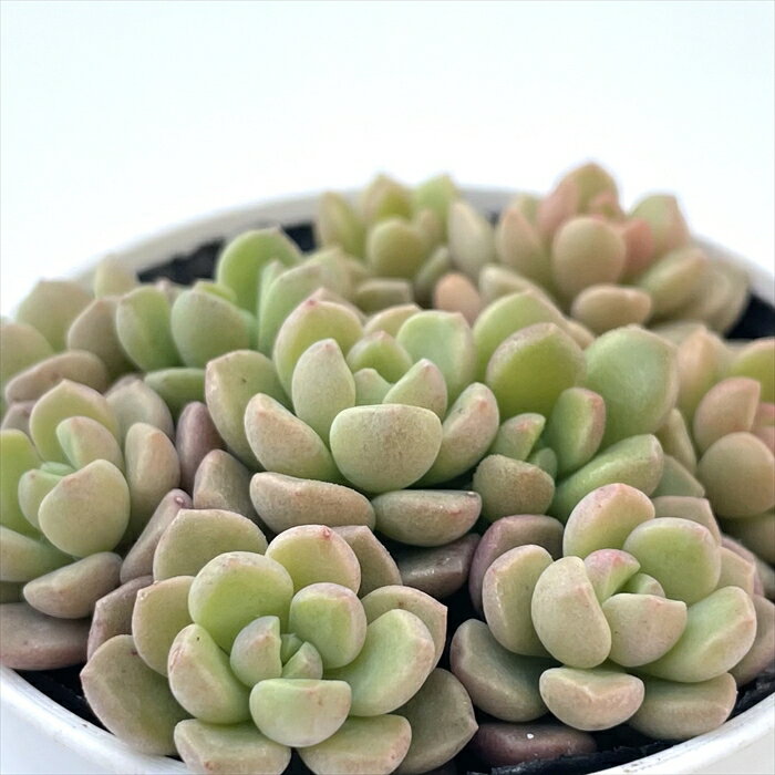 多肉植物 hmグラプトセダム ばらまきスプリングワンダー×ダルマヒメシュウレイ 多肉植物 グラプトセダ..