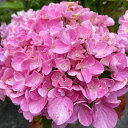 予約販売 アジサイ ペガサス 10.5cmポット ハイドランジア 苗 花苗 苗木 あじさい 紫陽花 fkz 10月下旬以降発送