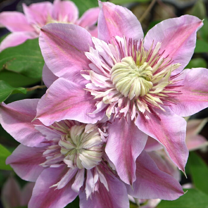 予約販売 クレマチス 苗 ジョセフィーヌ 早咲き大輪系 2年生株 充実大株 12cmポット clm 11月上旬以降発送のサムネイル