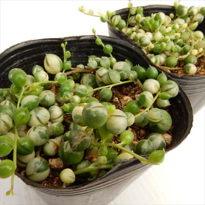多肉植物斑入りのグリーンネックレス多肉植物室内観葉9cmポット