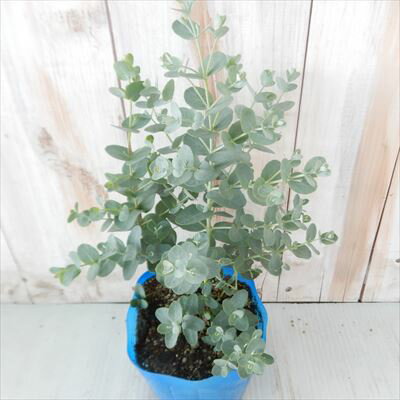 ユーカリ苗 グーニー グニー ハーブ 10.5cmポット Herbのサムネイル
