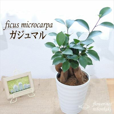 観葉植物 ガジュマル 4号鉢 観葉植物 小型 小さい 室内 贈り物 プレゼント インテリア おしゃれ 幸せを運んでくれる樹