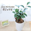 ガジュマル 4号鉢 観葉植物 インテ