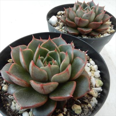【楽天スーパーセール P5倍】 多肉植物 skエケベリア 大和美尼 ヤマトミニ 多肉植物 エケベリア 7.5cmポット