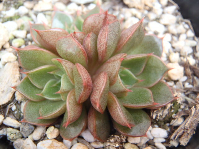 【楽天スーパーセール P5倍】 多肉植物 skエケベリア 大和美尼 ヤマトミニ 多肉植物 エケベリア 7.5cmポット