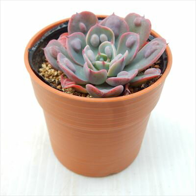 【楽天スーパーセール P5倍】 多肉植物 hmエケベリア レインドロップ 多肉植物 エケベリア 6cmポット