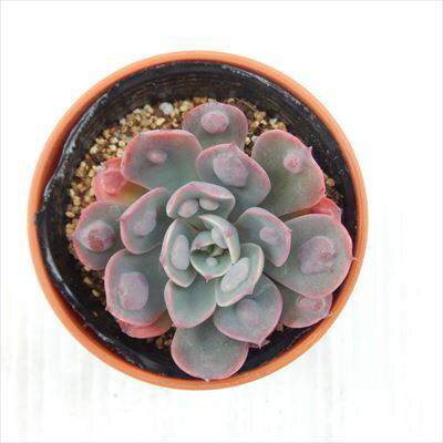 【楽天スーパーセール P5倍】 多肉植物 hmエケベリア レインドロップ 多肉植物 エケベリア 6cmポット