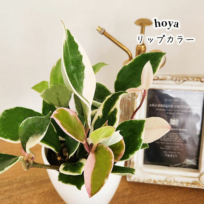 楽天市場】ホヤ 観葉植物(観葉植物|花・観葉植物):花 楽天市場】ホヤ 観葉植物(観葉植物|花・観葉植物):花