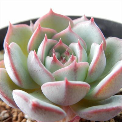 多肉植物 swkエケベリア エンシノ エンシノ ヒダルゴ 多肉植物 エケベリア 7.5cmポットのサムネイル