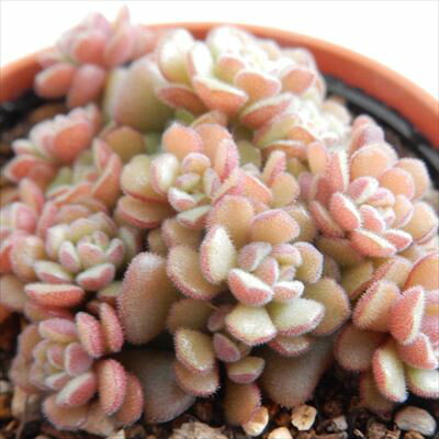 多肉植物 hmセダム ばらまきスプリングワンダー 多肉植物 セダム 6cmポットのサムネイル