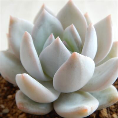 多肉植物 swkエケベリア サンハ（ラウイ×野生コロラータ）多肉植物 エアーマジック 韓国苗 エケベリア 7.5cmポットのサムネイル