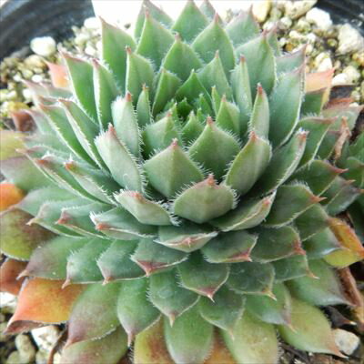 多肉植物 onセンペルビウム ブラックミニ 9cmポット