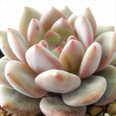 多肉植物 skエケベリア アリエル 多肉植物 エケベリア 7.5cmポットのサムネイル