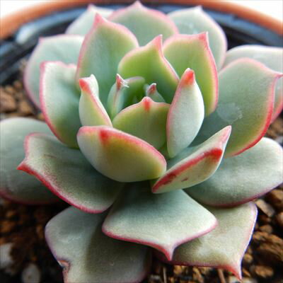 多肉植物 hmエケベリア デレンオリバー 多肉植物 エケベリア 6cmポットのサムネイル