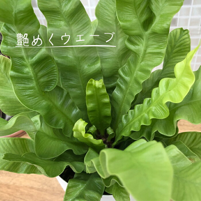 アスプレニウム エメラルドウェーブの育て方 植物ノート アスプレニウム エメラルドウェーブの育て方 植物ノート