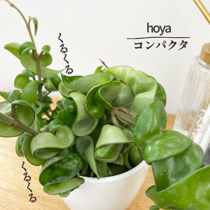 楽天市場】ホヤ カルノーサ(観葉植物|花・観葉植物):花 楽天市場】ホヤ カルノーサ(観葉植物|花・観葉植物):花