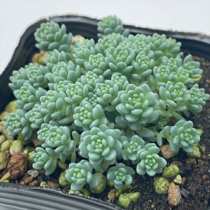 楽天市場】多肉植物 セダム(種類(植物)サボテン)(観葉植物 楽天市場】多肉植物 セダム(種類(植物)サボテン)(観葉植物