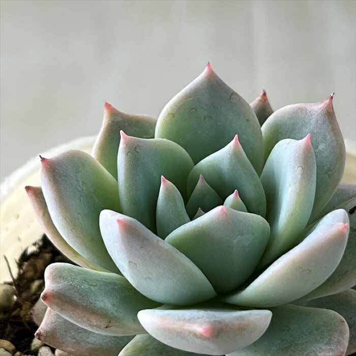 多肉植物 nbエケベリア ブルーバード 多肉植物 エケベリア 7.5cmポットのサムネイル