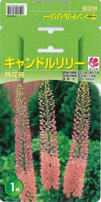 予約販売 花の大和 球根 キャンドルリリー 桃花種 1株 hyk 10月上旬以降発送