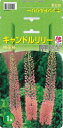 予約販売 花の大和 球根 キャンドルリリー 桃花種 1株 hyk 10月中旬以降発送