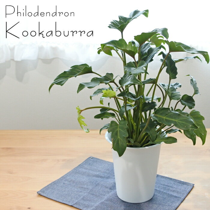 クッカバラ フィロデンドロン ザナドゥー 6号鉢 送料無料 観葉植物 インテリア おしゃれ