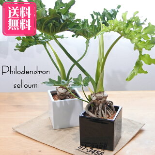 初心者向けおしゃれな観葉植物10選 全て1万円以下で育てやすさ抜群 アート 絵画販売 通販 Wasabi 現代アートの通販 初心者向けおしゃれな観葉植物10選 全て1万円以下で育てやすさ抜群 アート 絵画販売 通販 Wasabi 現代アートの通販